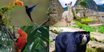 The Flora and Fauna on the Inca Trail to Machu Picchu